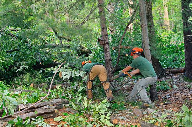 The Steps Involved in Our Tree Care Process in Hillsville, VA